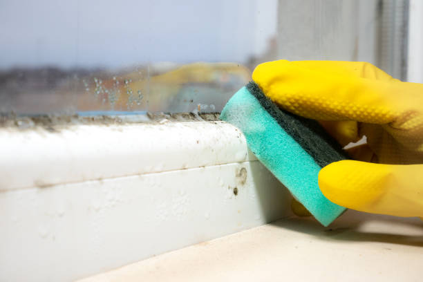 Best Mold Testing  in Algoma, WI