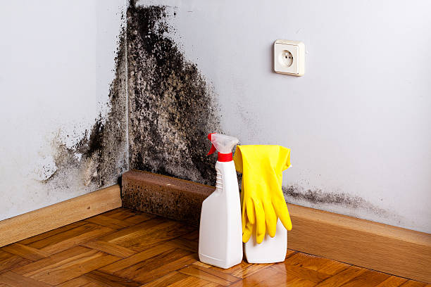 Best Mold Removal Company Near Me  in Algoma, WI
